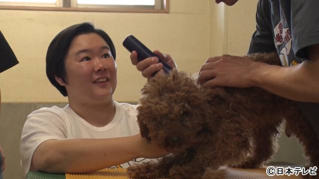 「嗚呼!!みんなの動物園」やす子が初参加！ 相葉雅紀と保護犬トリミング